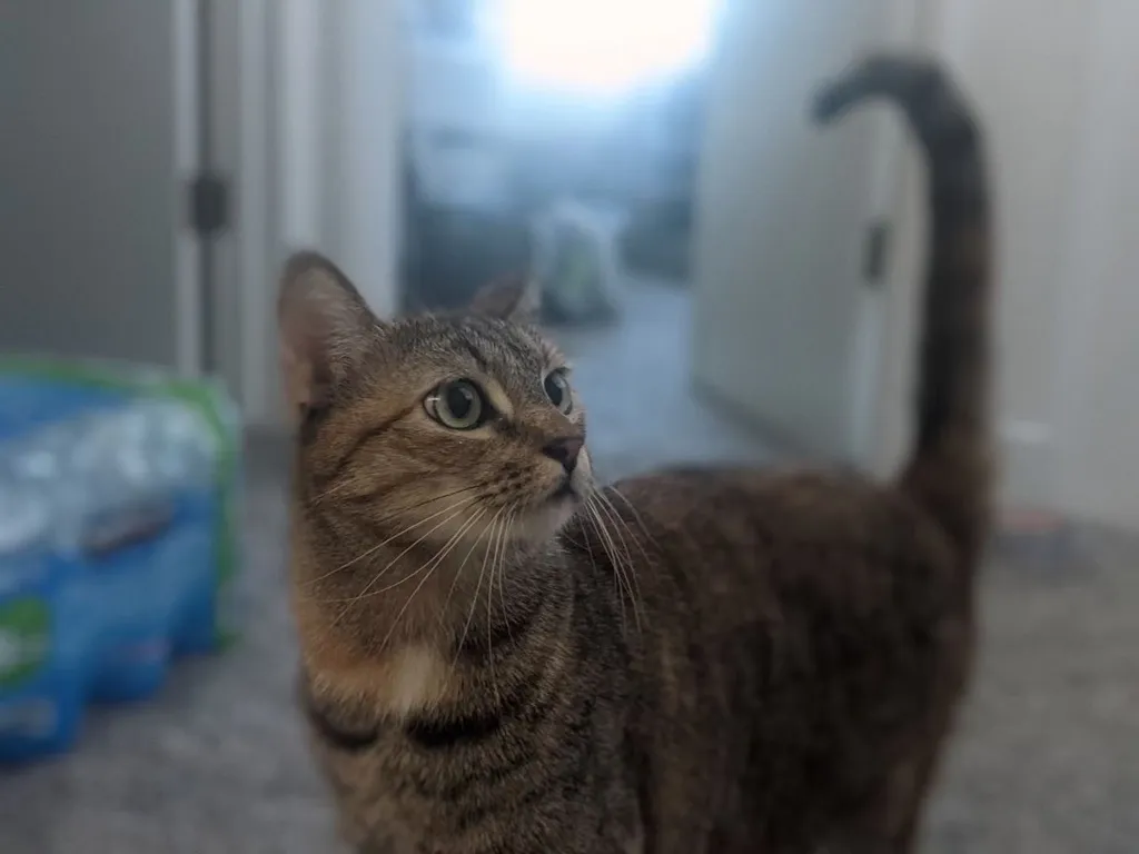 A cute cat