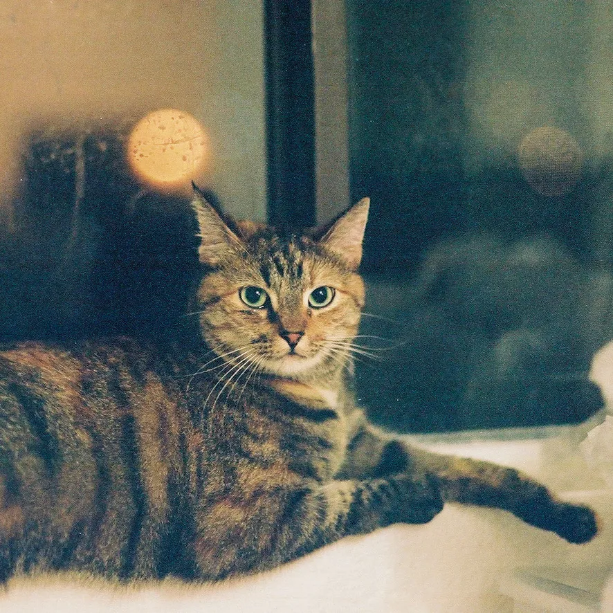 A cute cat