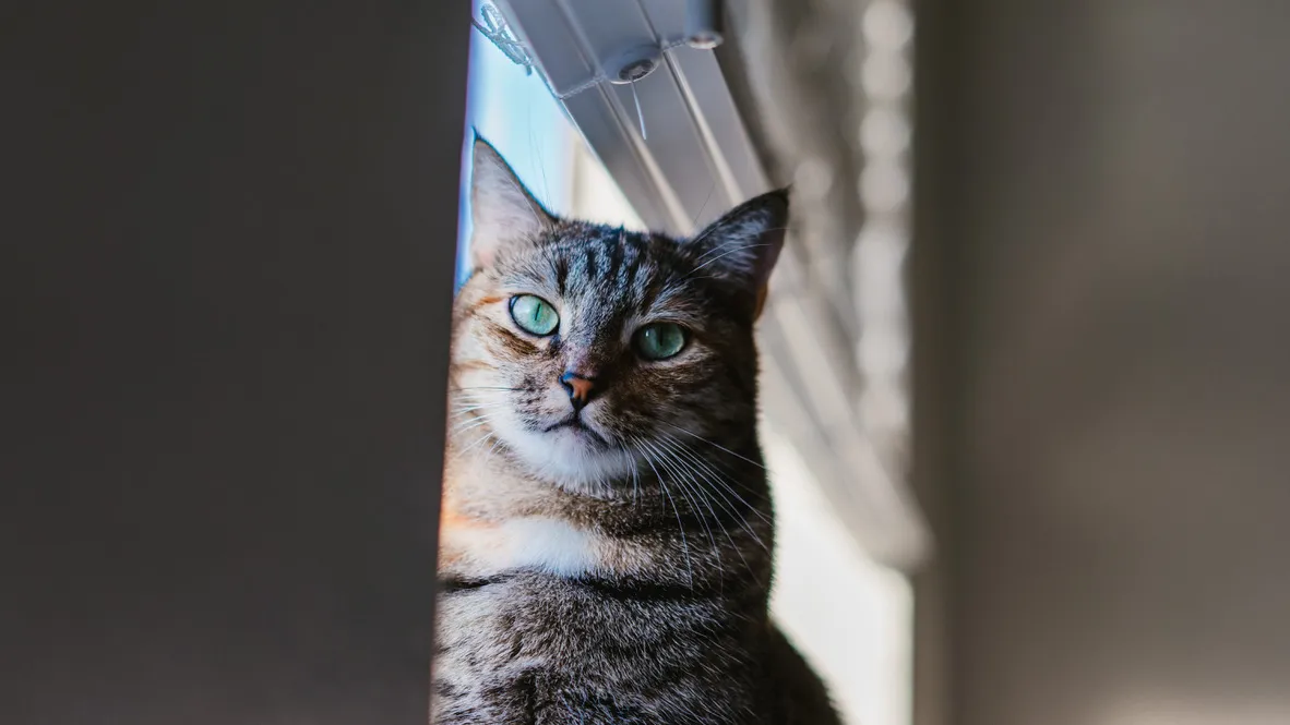 A cute cat